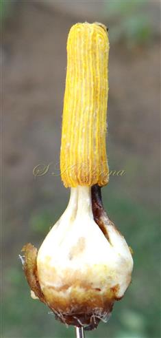   Stamens